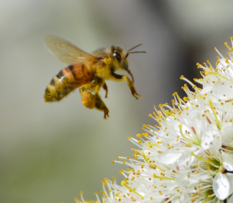 Sui fiori del prugnolo:  Apis mellifera